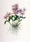 Orchid, Barkeria Spectabilis Poster Print by Augusta Withers - Item # VARPDXAW03